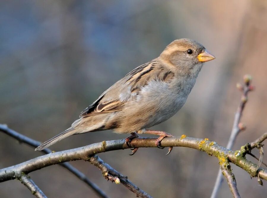 Птицы похожие на воробья фото и названия Фото Sparrow - фотограф Vytautas Budrevicius - природа - ФотоФорум.ру