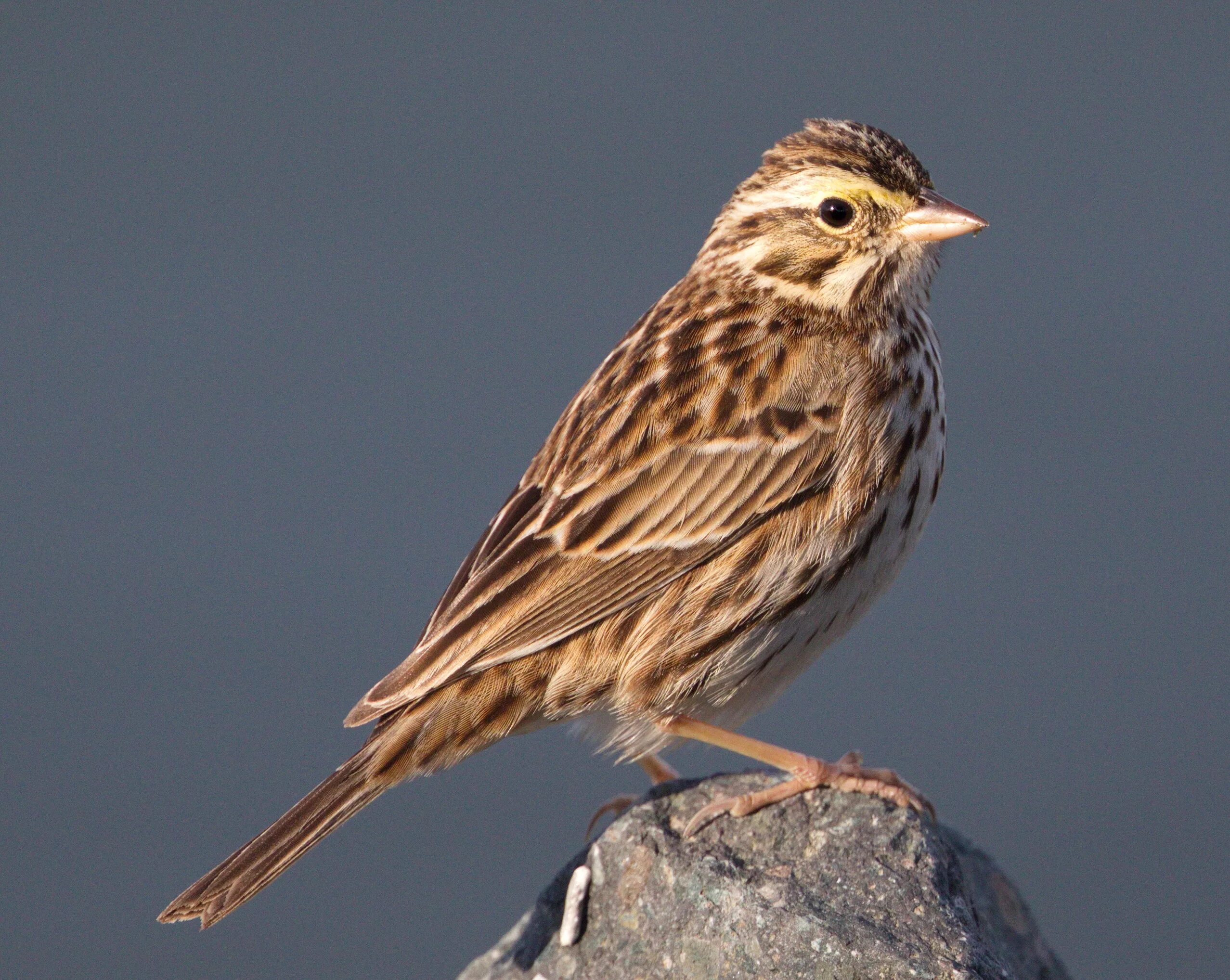 Птицы похожие на воробья фото и названия Savannah Sparrow San Diego Bird Spot