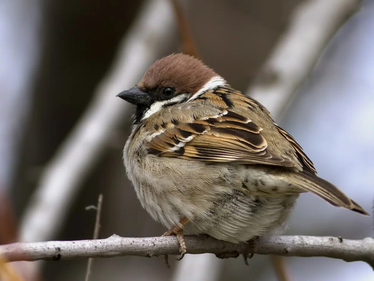 Птицы похожие на воробья фото и названия Eurasian Tree Sparrow - Passer montanus