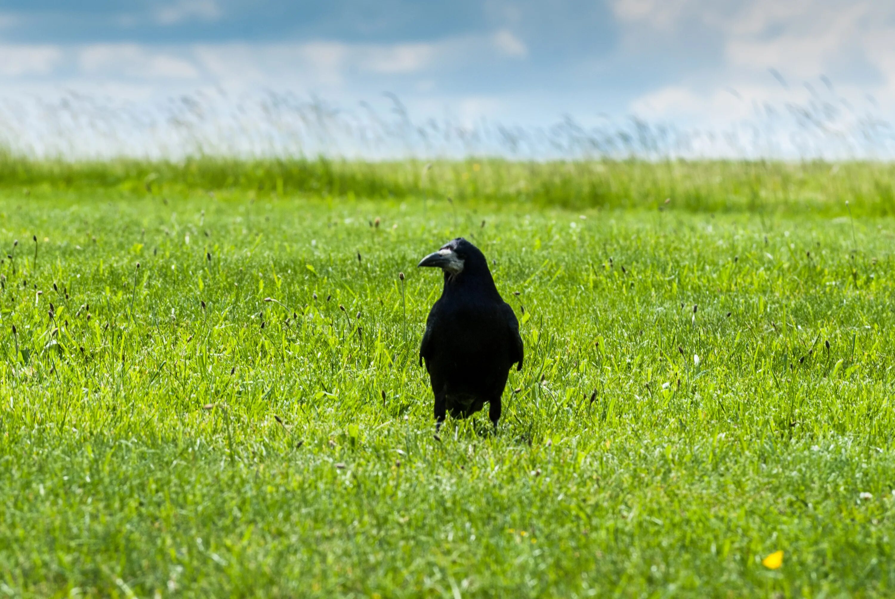 Птицы полей фото Bird Black Crow on grass free image download