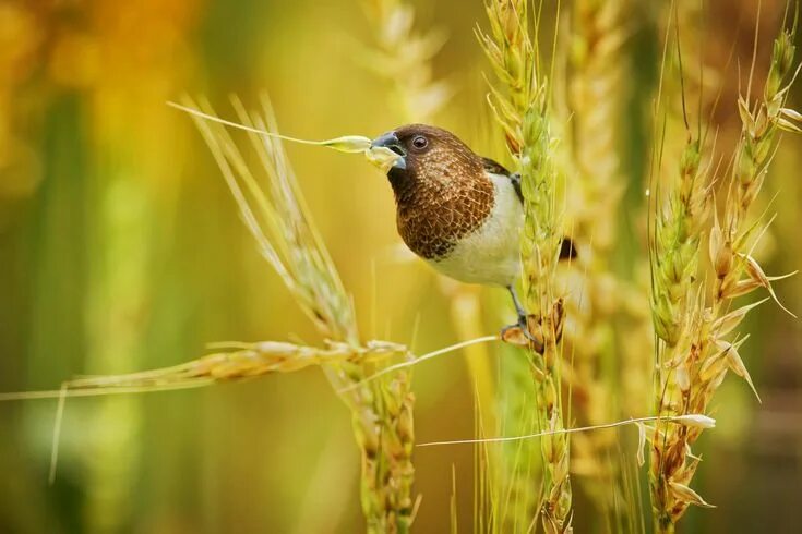 Птицы полей фото Pin by Helga Veter on Птицы Bird photography, Animal wallpaper, Bird