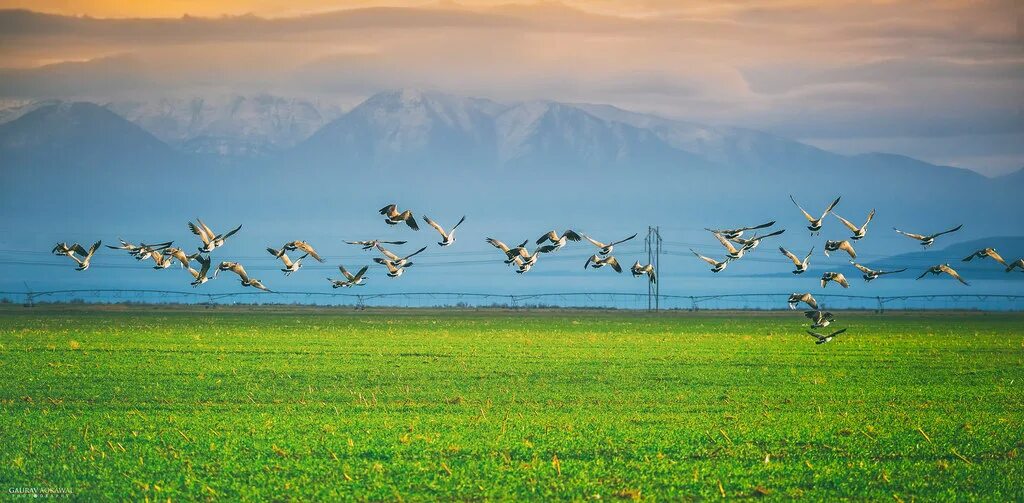 Птицы полей фото Early birds II I took this on our way back to the Salt Lak. Flickr