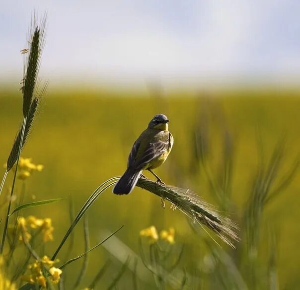 Птицы полей фото Not to be heard from heaven, Just whistling land on ice. Is the summer over? Fas