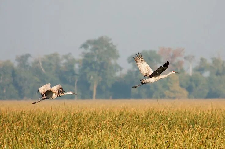 Птицы полей фото Commons:Featured pictures/Animals/Birds National wildlife refuge, Crane, Pet bir