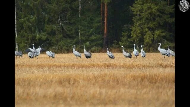 Птицы полей фото ХУДШАЯ ОХОТА СТЕПАНЫЧА НА МЕДВЕДЯ. ТАЕЖНАЯ ИСТОРИЯ - смотреть видео онлайн от "Р