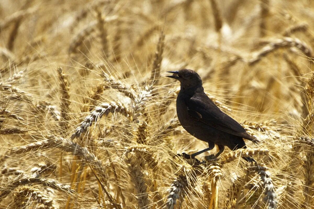 Птицы полей фото Free Images : nature, sun, road, field, farm, wheat, prairie, country, wildlife,