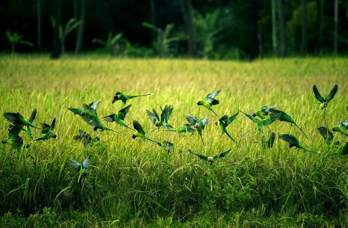 Птицы полей фото Free Images : nature, forest, wing, plant, field, lawn, meadow, prairie, leaf, f