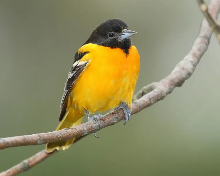 Птицы породы фото Baltimore Oriole Zoopedia Wiki Fandom