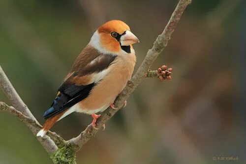 Птицы породы фото emuwren Bird breeds, Hawfinch, Pet birds