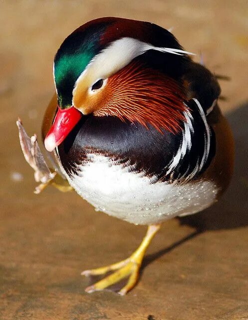 Птицы породы фото Mandarin duck Pet birds, Beautiful birds, Colorful birds