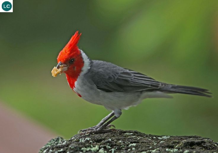 Птицы породы фото Hồng tước mào đỏ Nam Mỹ Red-crested cardinal (Paroaria coronata)(Thraupidae) IUC