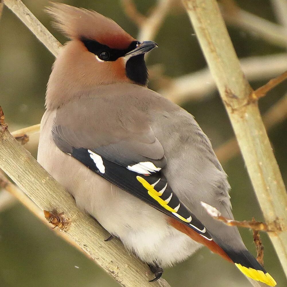 Птицы породы фото Bohemian Waxwing (Bombycilla garrulus). Birds of Siberia.