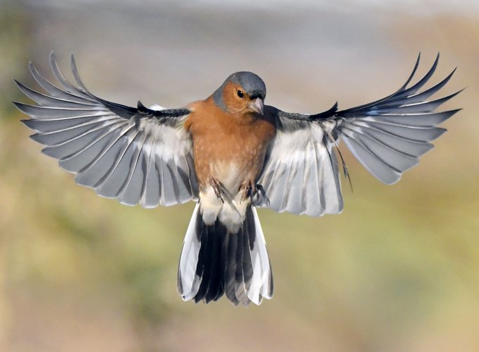 Птицы породы фото Chaffinch Chaffinch, House sparrow, Colorful birds