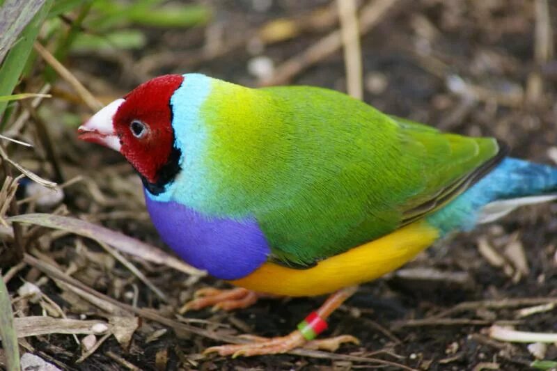 Птицы породы фото Low intensity burns favour Gouldian finches