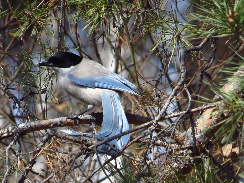 Птицы приморья фото Azure-winged Magpie (Cyanopica cyanus). Birds of Siberia.