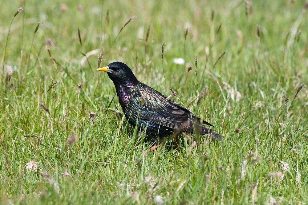 Птицы псковской области фото File:Starling Inishbofin Galway.jpg - Wikimedia Commons