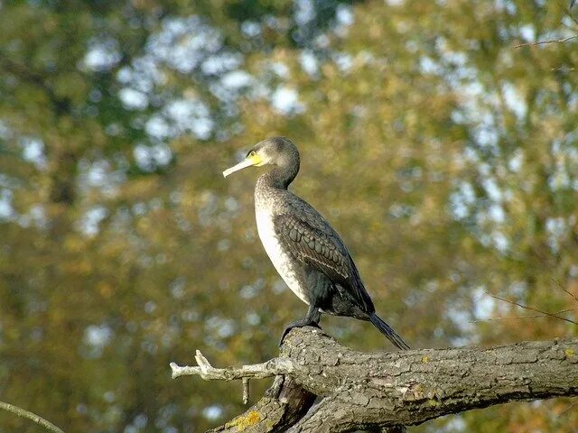 Птицы псковской области фото Cormorant Water Birds от OffiDocs для офиса