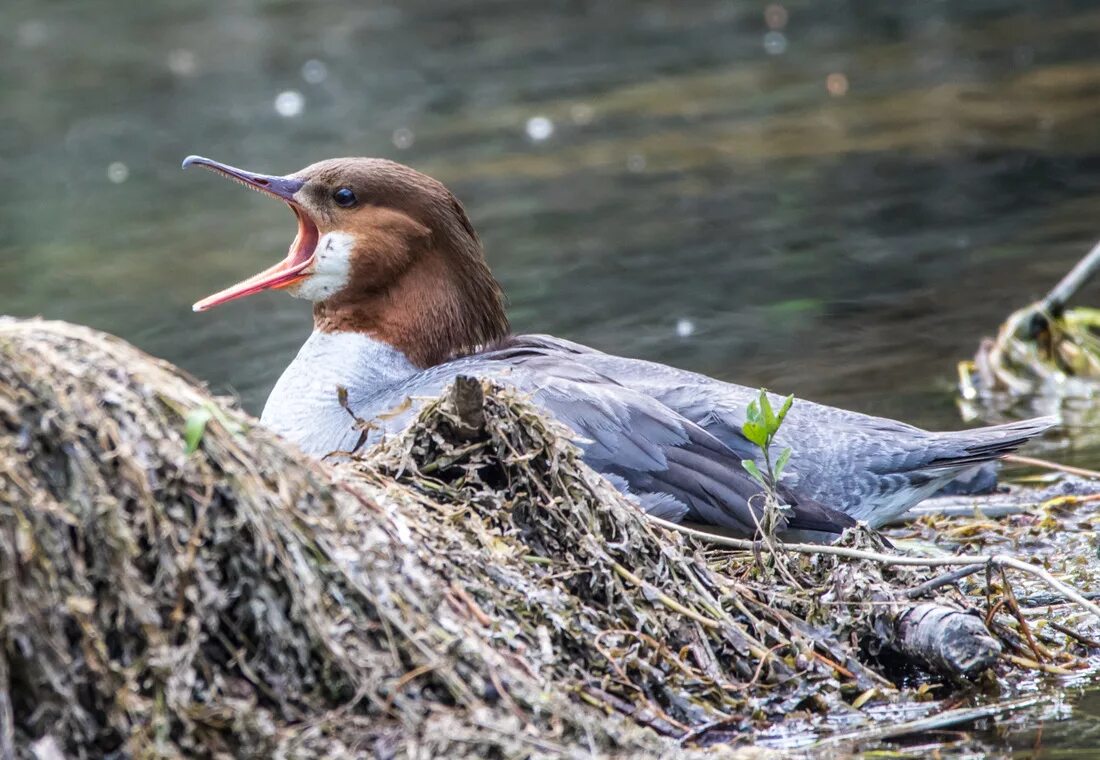 Птицы псковской области фото На отдыхе. Большой крохаль (Mergus merganser). Drupal