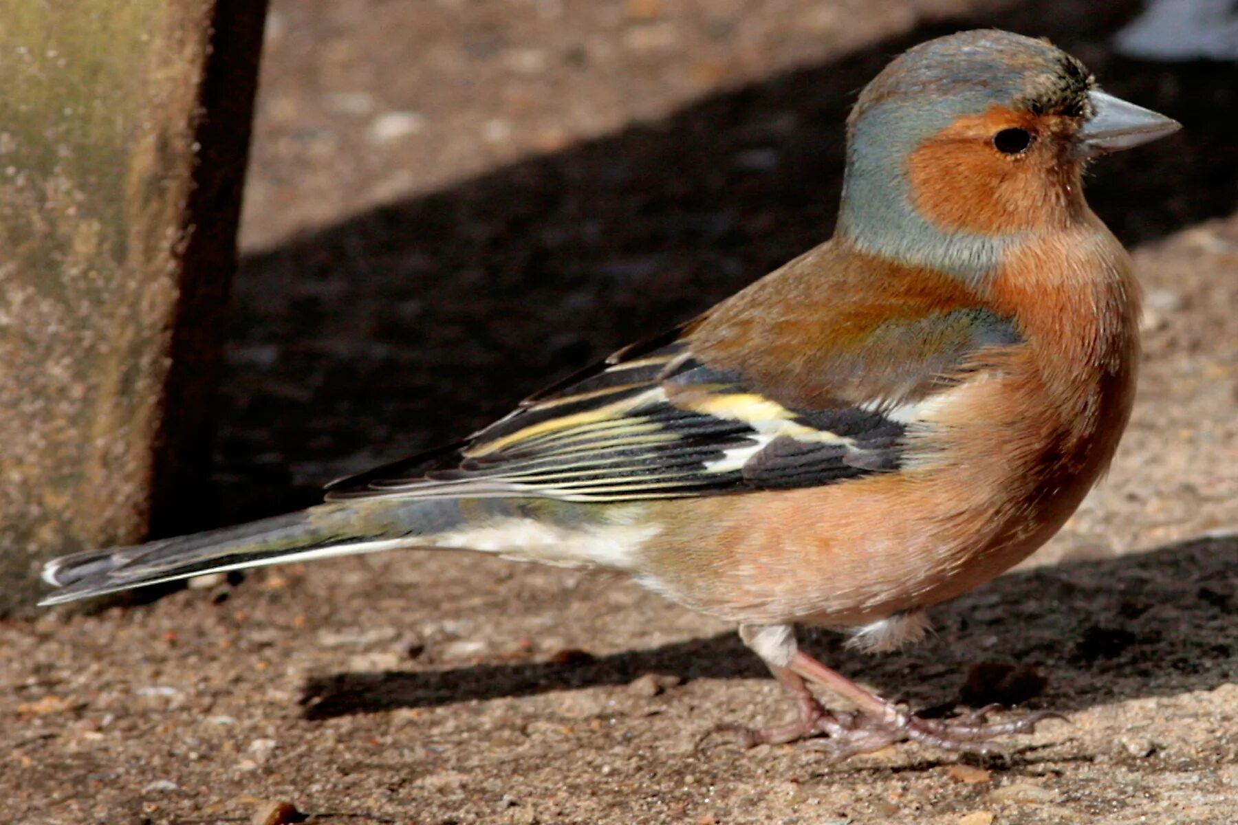 Птицы псковской области фото File:Chaffinch dtab.jpg - Wikimedia Commons