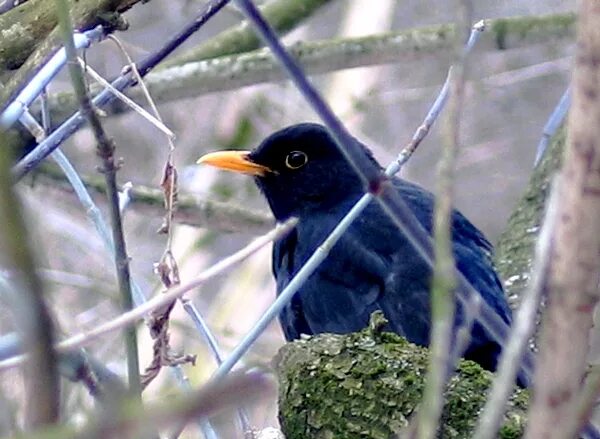 Птицы псковской области фото File:Turdus merula samiecDX.jpg - Wikipedia