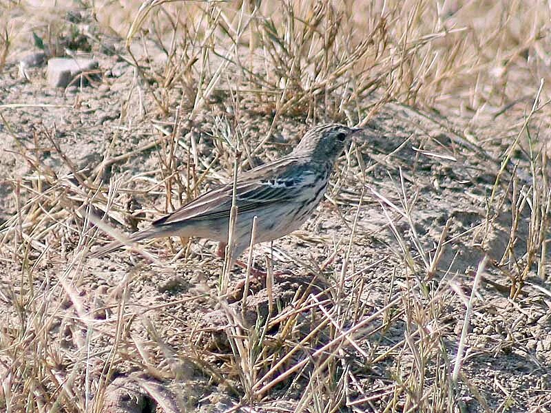 Птицы псковской области фото с названиями File:Tree Pipit I IMG 8807.jpg - Wikimedia Commons