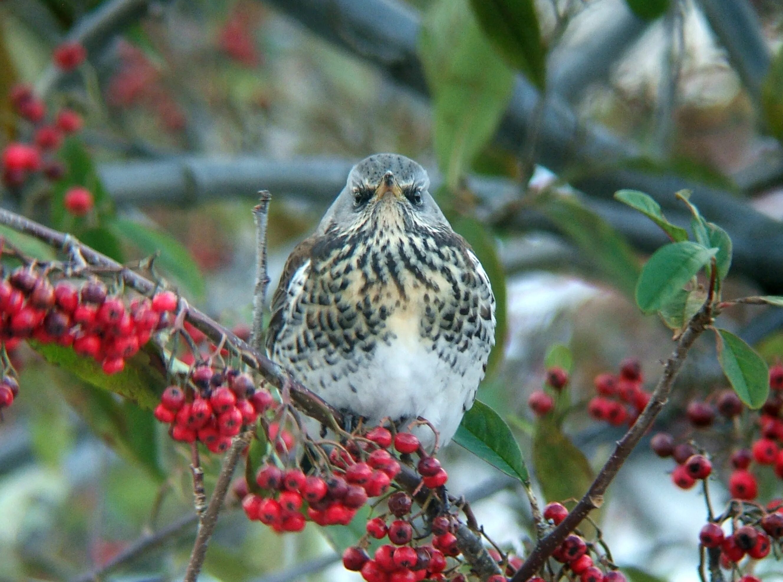 Птицы псковской области фото с названиями лесные File:Cotoneaster frigidus Turdus pilaris 4.jpg - Wikimedia Commons