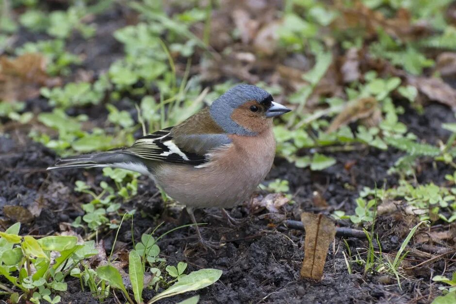 File:Chaffinch dtab.jpg - Wikimedia Commons