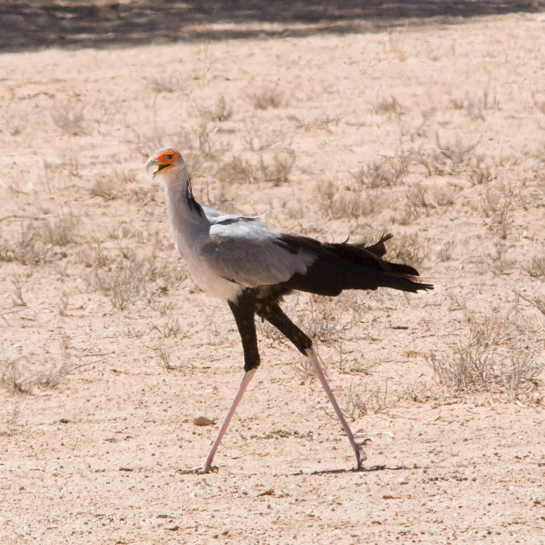 Птицы пустыни фото File:Sagittarius serpentarius -Kalahari-8-4c.jpg - Wikipedia