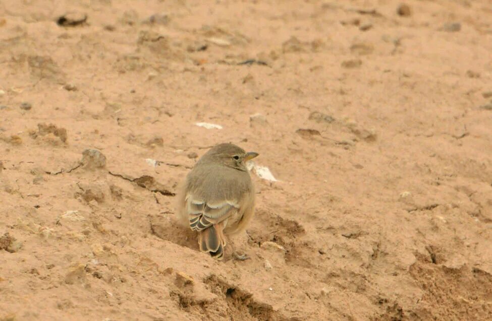 Птицы пустыни фото Desert Lark (Ammomanes deserti). Birds of Uzbekistan.