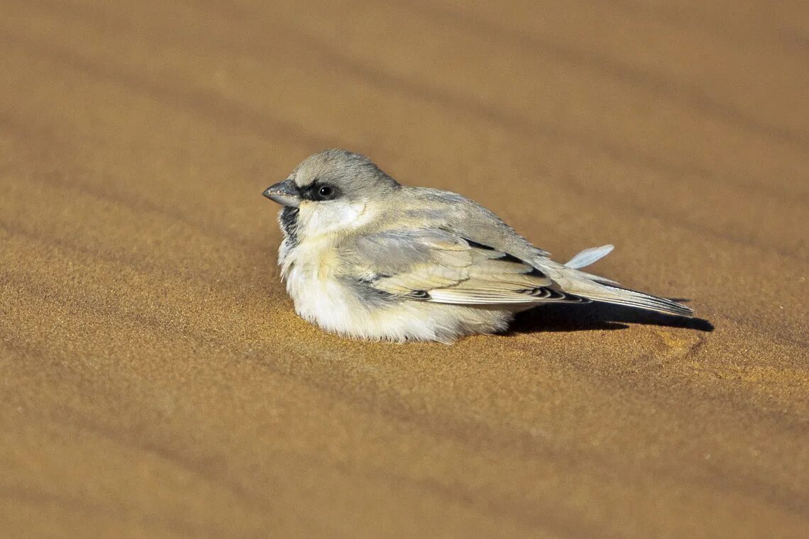 Птицы пустыни фото Desert sparrow - Wikipedia