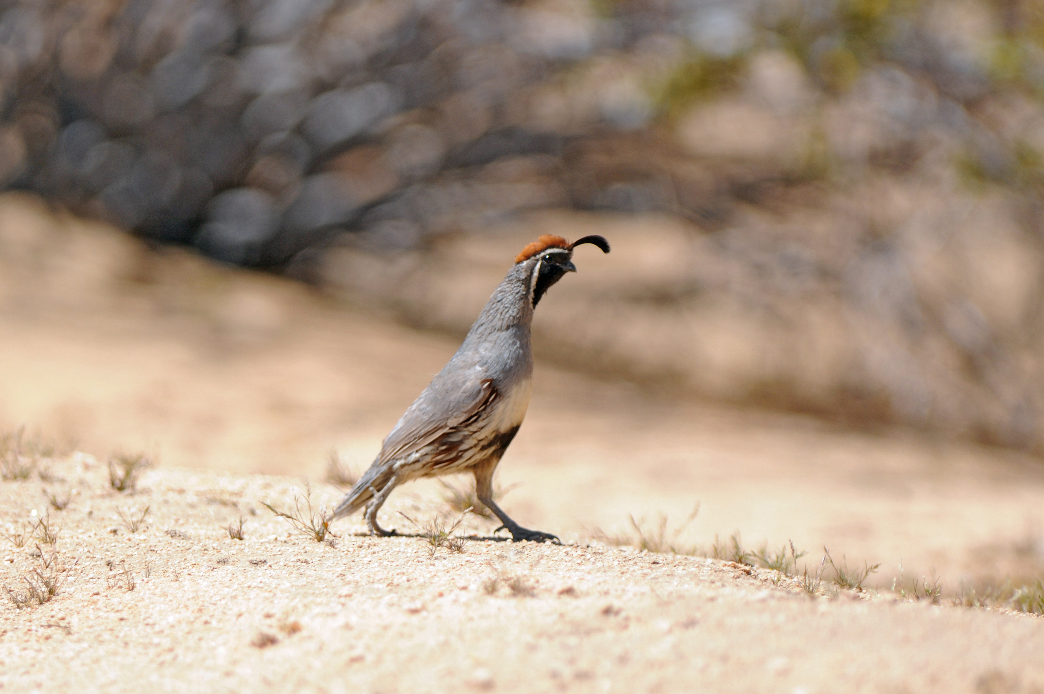 Птицы пустыни фото Gambel's quail - Wikipedia, quail feather