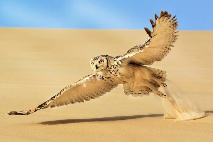 Птицы пустыни фото by Faisal Hajwal Owl, Desert animals, Owl pictures