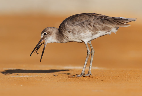 Птицы пустыни фото Willet Working on a crab Facebook . 500px . Getty Willet W. Flickr