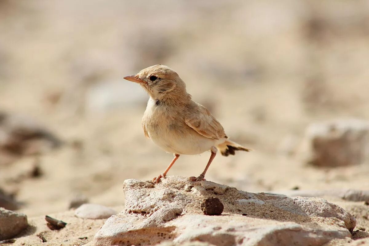 Птицы пустыни фото File:A tiny juvenile bird of Eremophila bilopha.jpg - Wikipedia