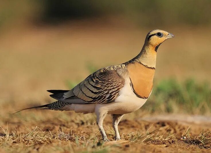 Птицы пустыни фото Pin-tailed Sandgrouse Pterocles alchata Wildlife photography, Birds, Wildlife