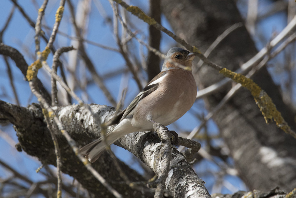 Птицы пятигорска фото Chaffinch Common Chaffinch- Fringilla coelebs - Зяблик Cri. Flickr