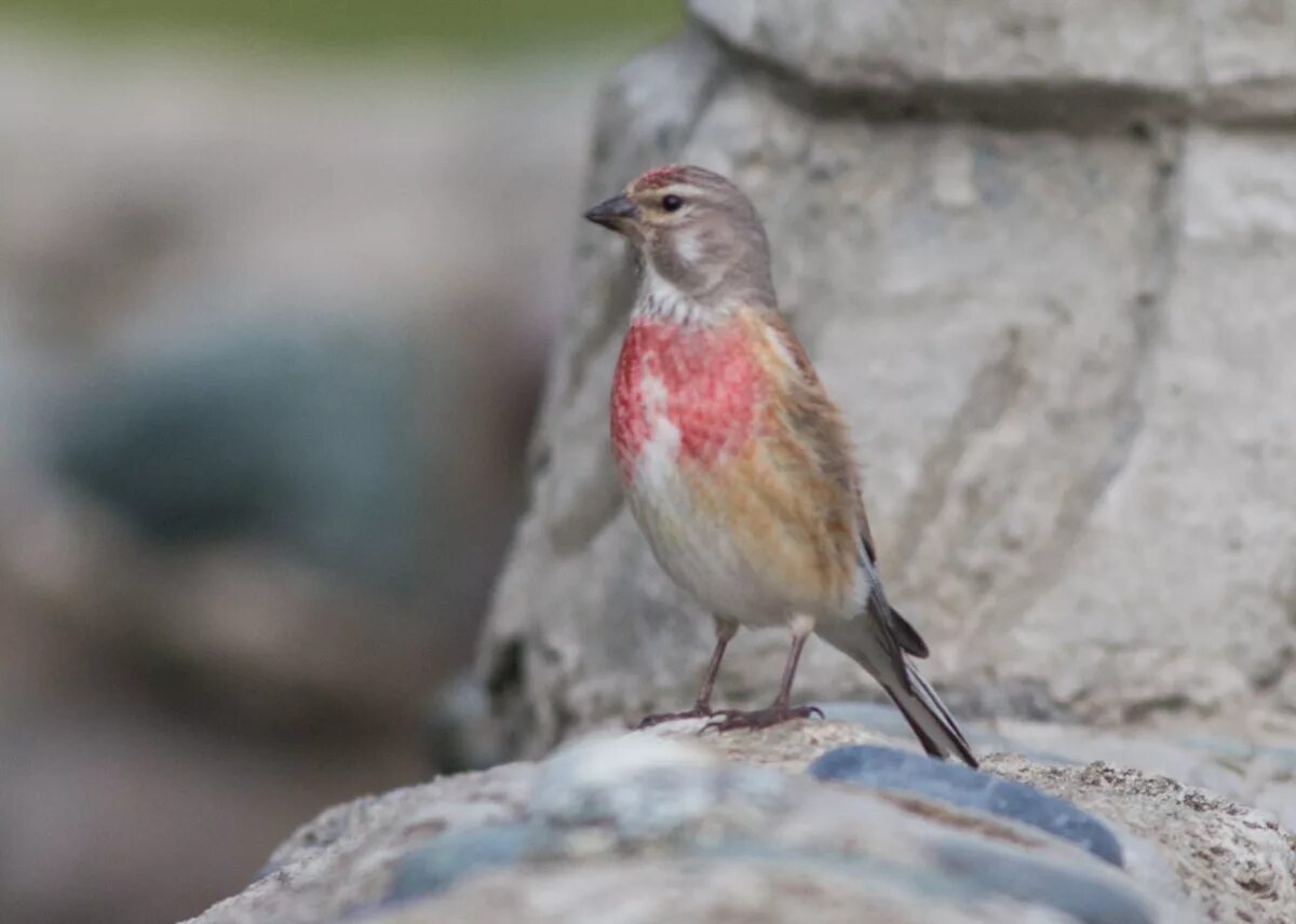 Птицы республики алтай фото с названиями Eurasian Linnet (Acanthis cannabina). Birds of Siberia.