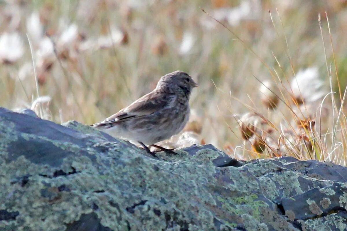 Птицы республики алтай фото с названиями Горная чечётка (Acanthis flavirostris). Птицы Сибири.