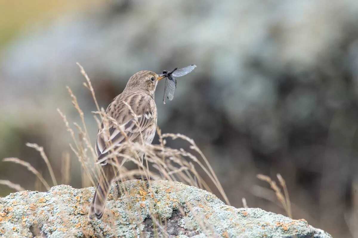 Птицы республики алтай фото с названиями Water Pipit (Anthus spinoletta). Birds of Siberia.