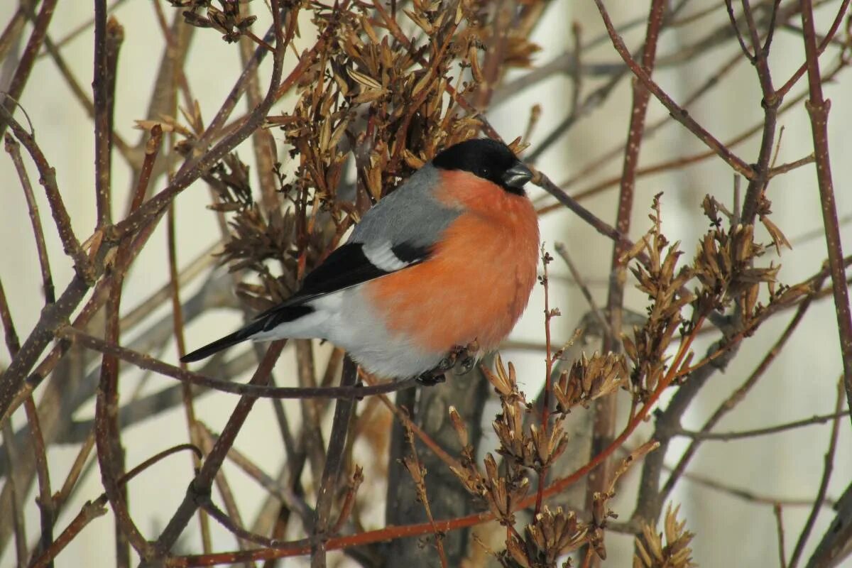 Птицы республики алтай фото с названиями Northern Bullfinch (Pyrrhula pyrrhula). Birds of Siberia.