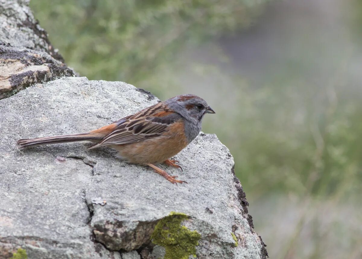 Птицы республики алтай фото с названиями Godlewski's Bunting (Emberiza godlewskii). Birds of Siberia.