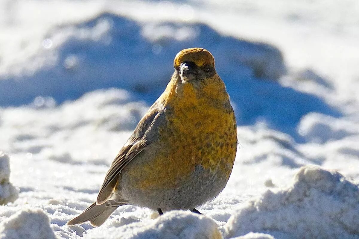 Птицы республики алтай фото с названиями Щур (Pinicola enucleator). Птицы Сибири.