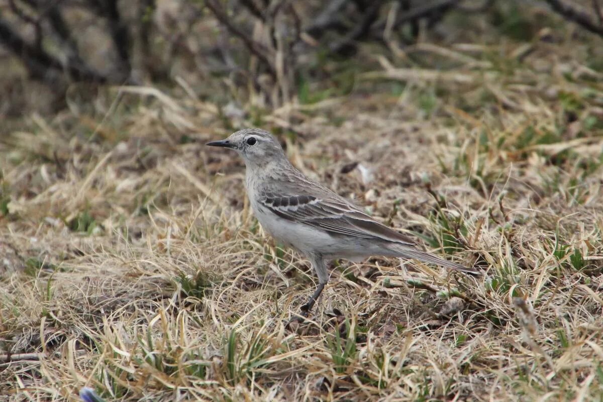 Птицы республики алтай фото с названиями Water Pipit (Anthus spinoletta). Birds of Siberia.