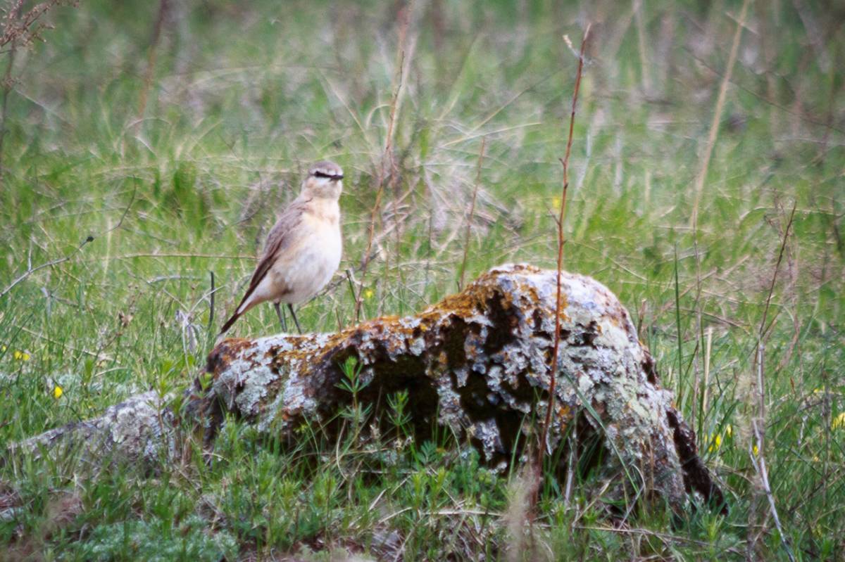 Птицы республики алтай фото с названиями Isabelline Wheatear (Oenanthe isabellina). Birds of Siberia.