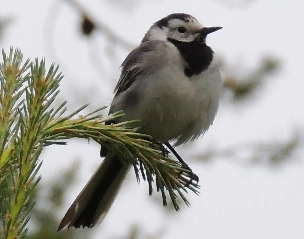 Птицы республики коми фото и названия Motacilla alba Motacilla alba 61 ° 55'36.3"N 50 ° 45'42.7"E Tu. Flickr