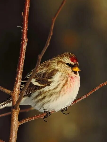 Птицы республики марий эл фото Обыкновенная чечетка (Carduelis flammea)-птица семейства вьюрковых отряда воробь