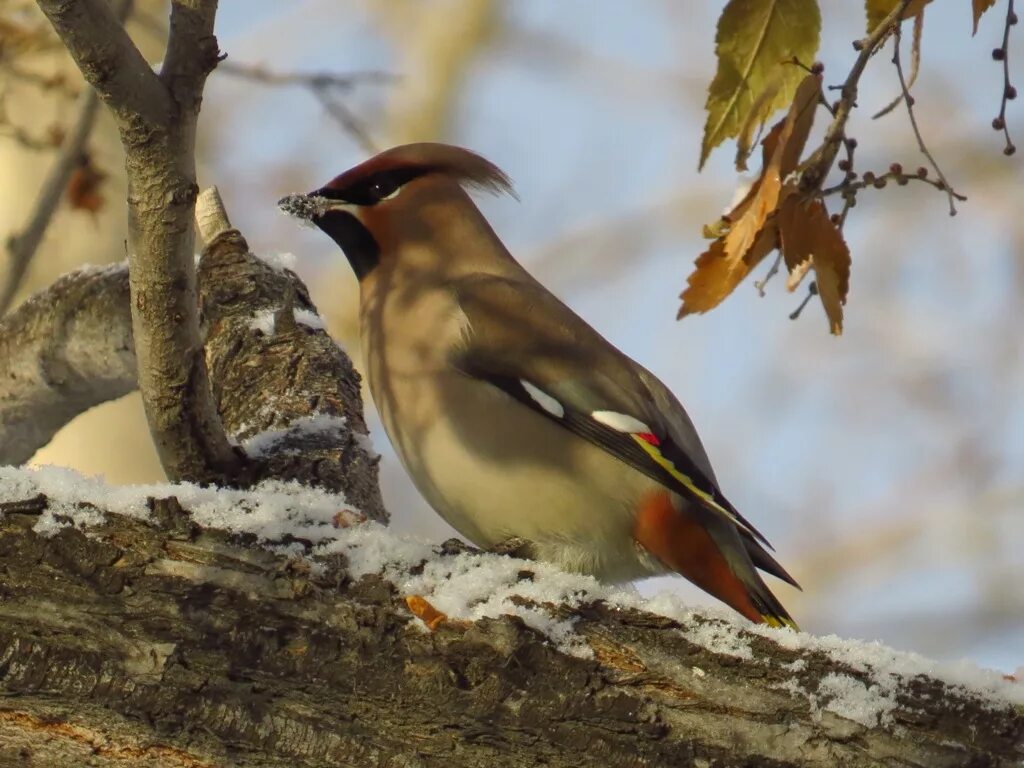 Птицы россии фото Bohemian Waxwing (Bombycilla garrulus). Birds of Siberia.