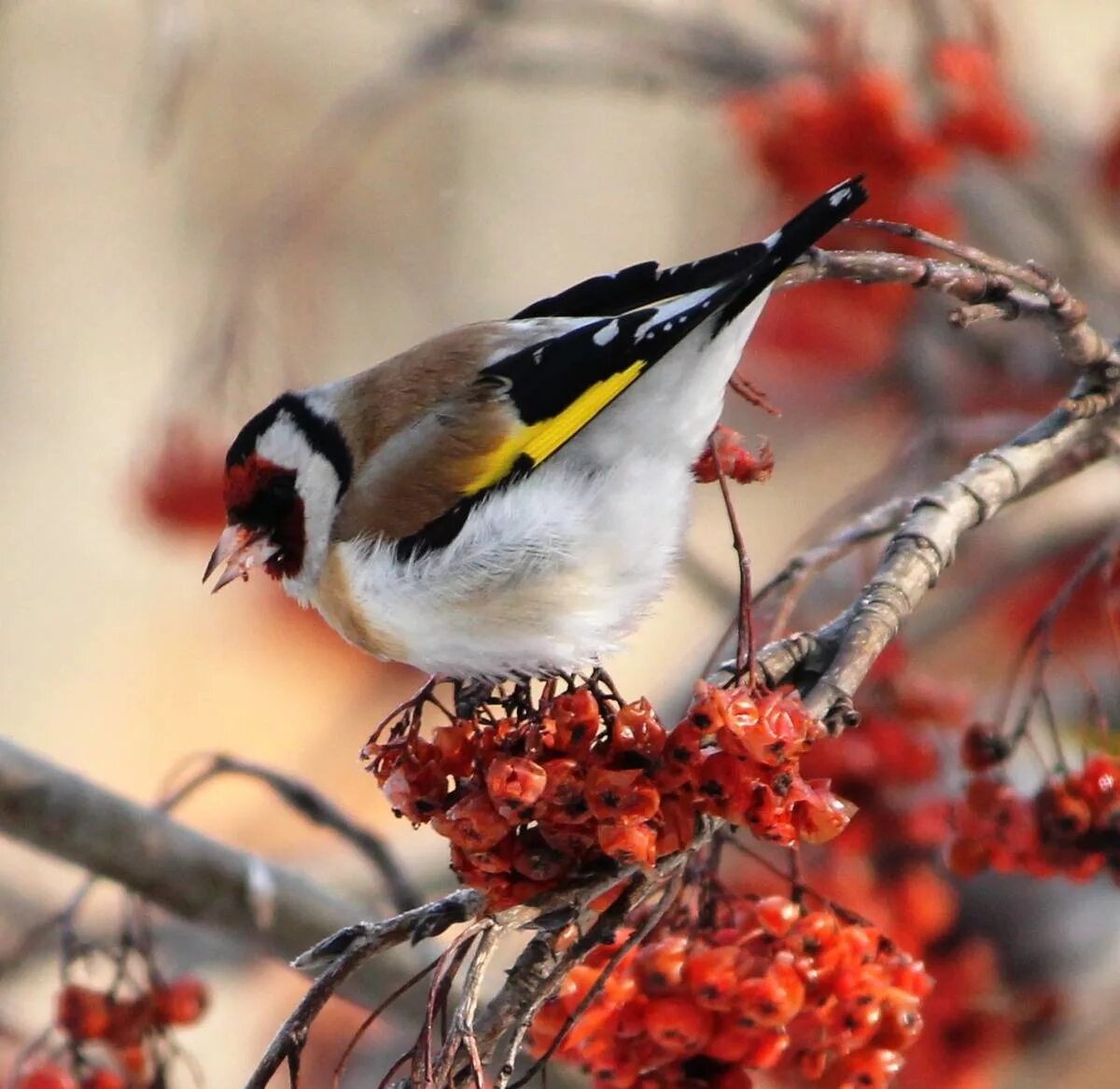 Птицы россии фото Eurasian Goldfinch (Carduelis carduelis). Birds of Siberia.