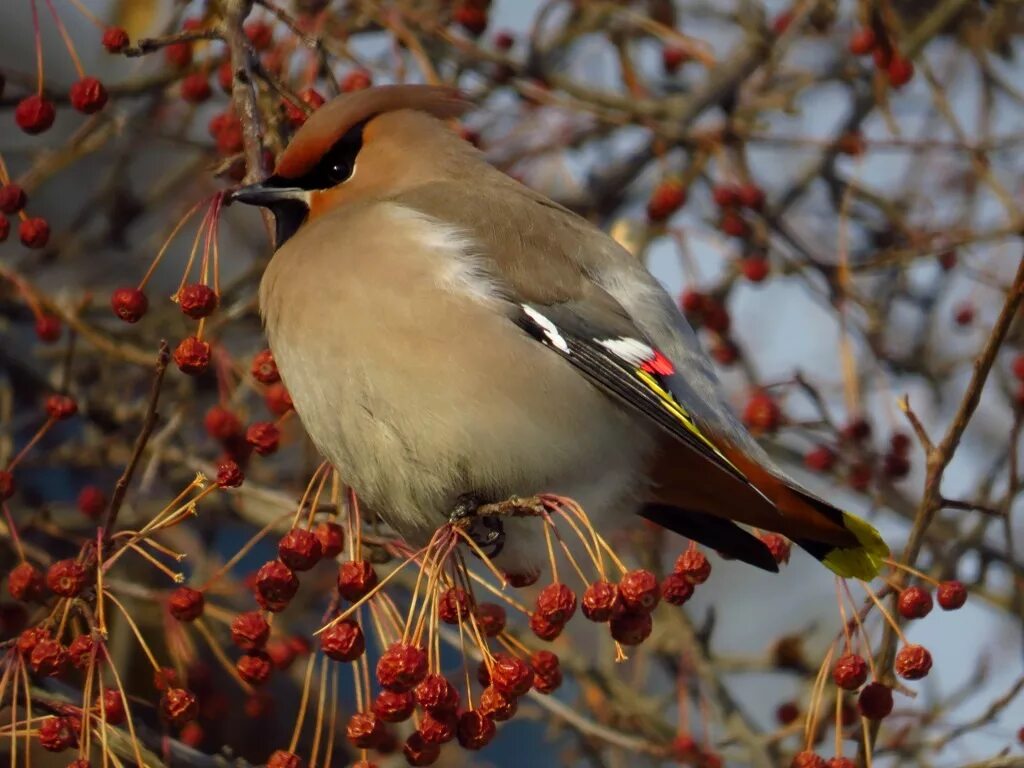 Птицы россии фото Bohemian Waxwing (Bombycilla garrulus). Birds of Siberia.