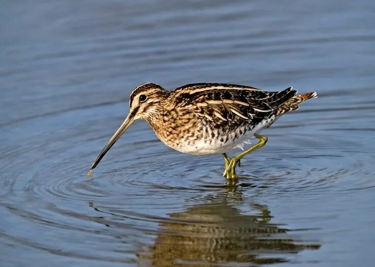 Птицы россии с длинным клювом фото The Rattlin' Blog: Camp Creature - The Common Snipe Birds of prey, Wild birds, S